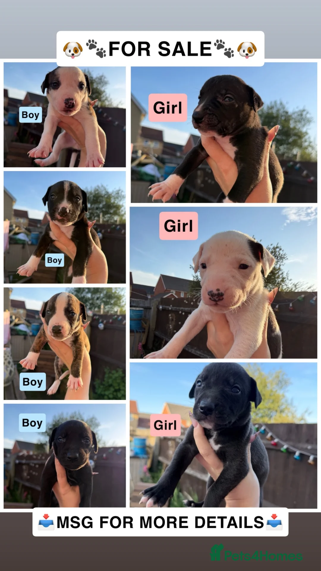 Mixed Breed dogs for sale: Staffordshire Bull Terrier × Whippet Puppies in Peterborough - Advert 1