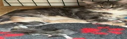 Ragcoon cats for sale: Fluffy Ragcoon kittens - Advert 3