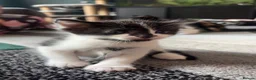 Mixed Breed cats for sale: 4 beautiful kittens looking for their forever home - Advert 7