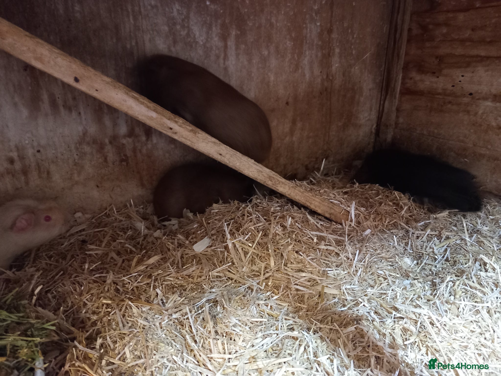 Guinea Pig rodents for sale: Baby guinea pigs for sale  - Advert 10