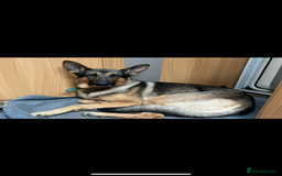 German Shepherd dogs for stud: German shepherd x Malinois for stud - Image 10