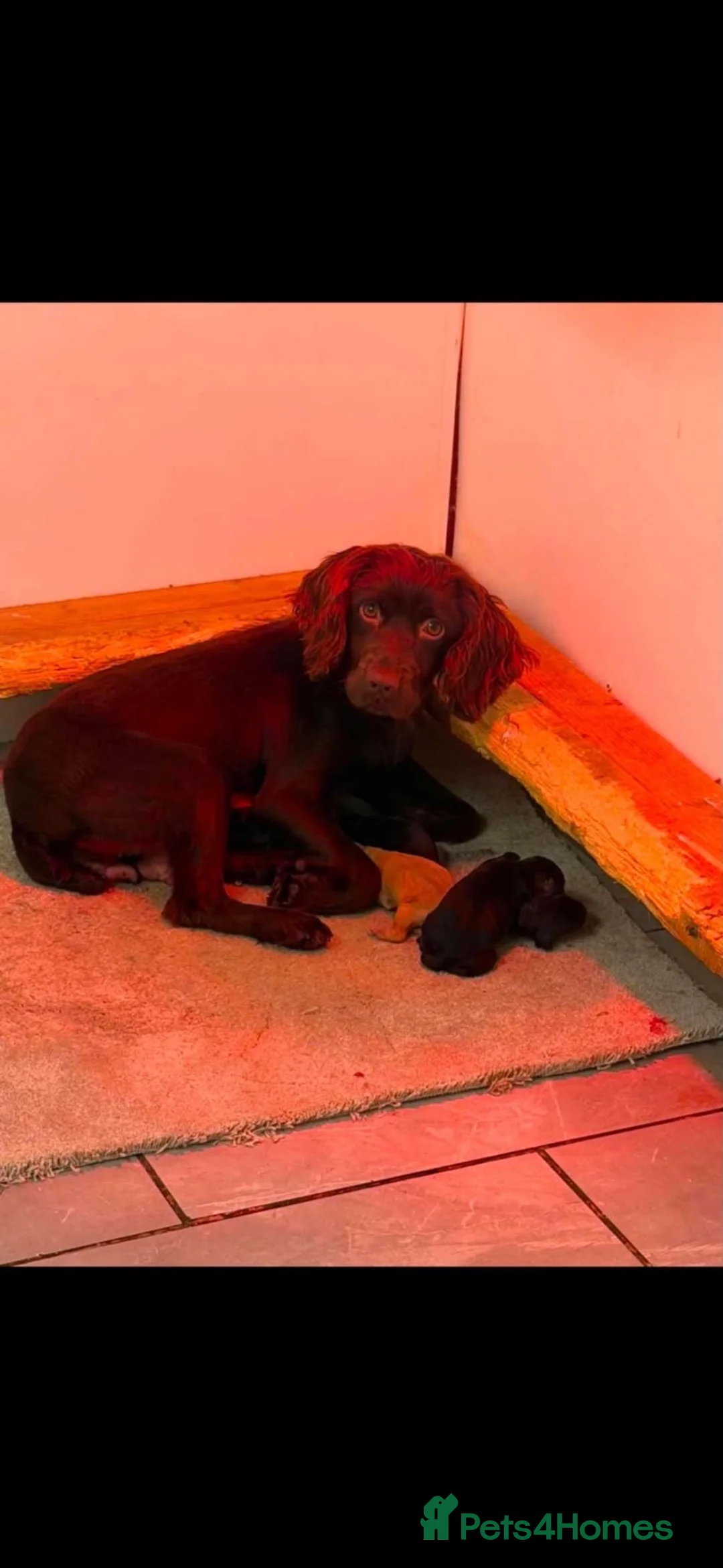 Cocker Spaniel dogs for sale: Cocker puppies  in Frome - Advert 9