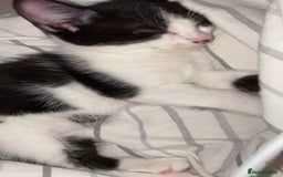 Mixed Breed cats for sale: 2 boys left!!need to leave asap!!! - Image 15