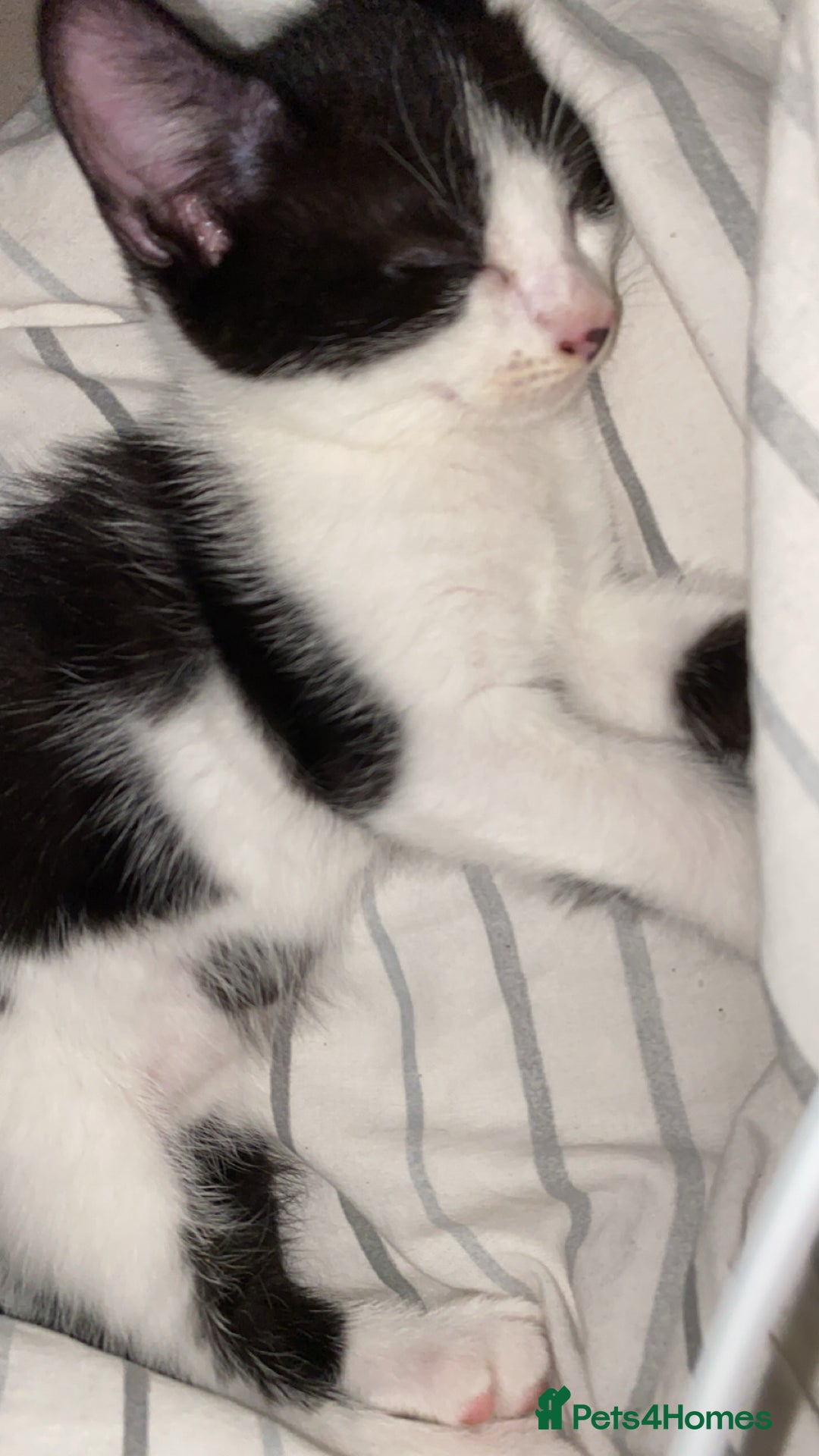 Mixed Breed cats for sale: 2 boys left!!need to leave asap!!! - Image 15