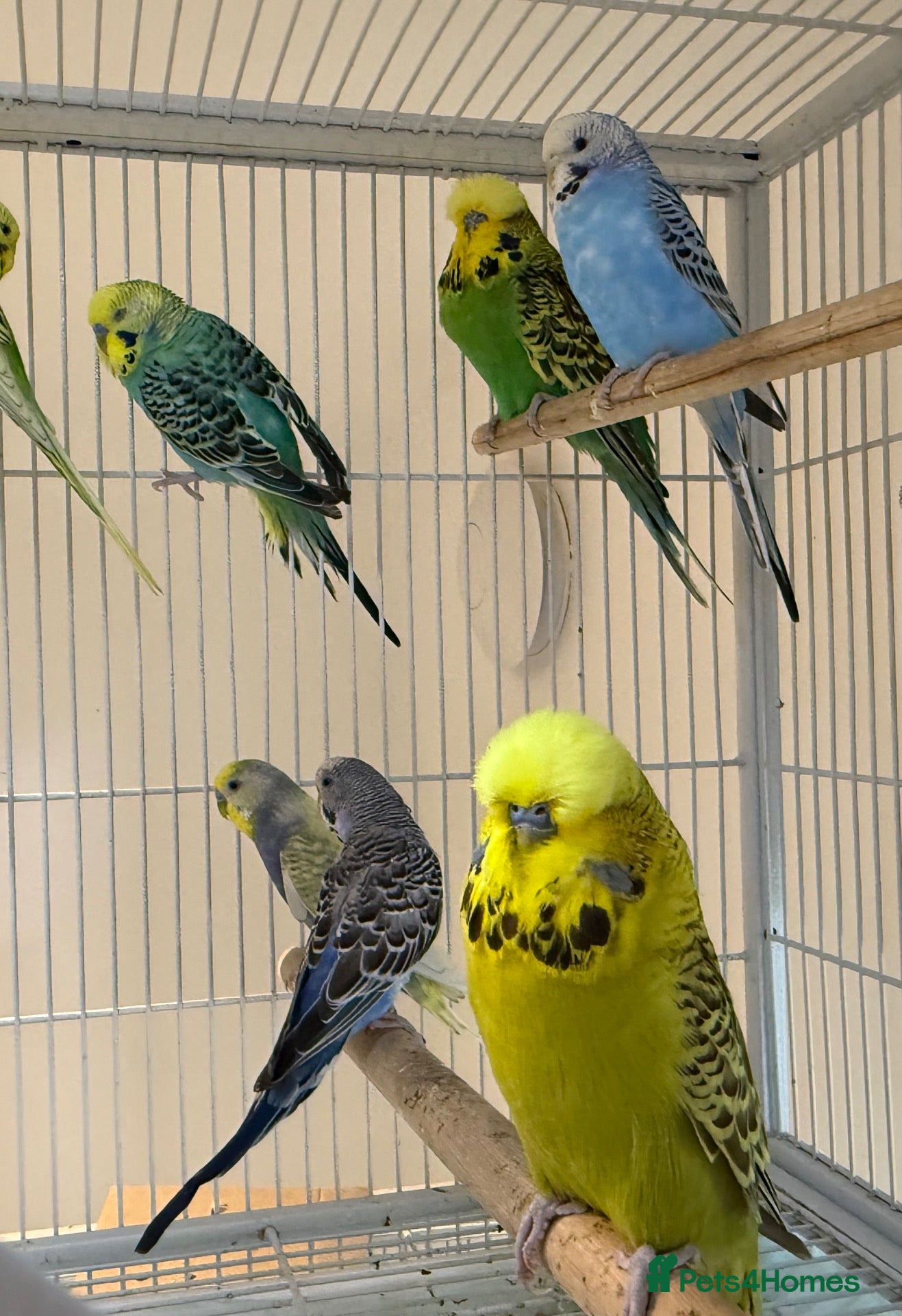 Budgerigars birds Young budgies males & females (please read ad)   - Advert 1