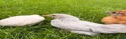 Mixed Breed birds for sale: 4 Check in Liverpool - Advert 3