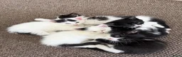 Mixed Breed cats for sale: Adorable kittens for sale - Advert 6