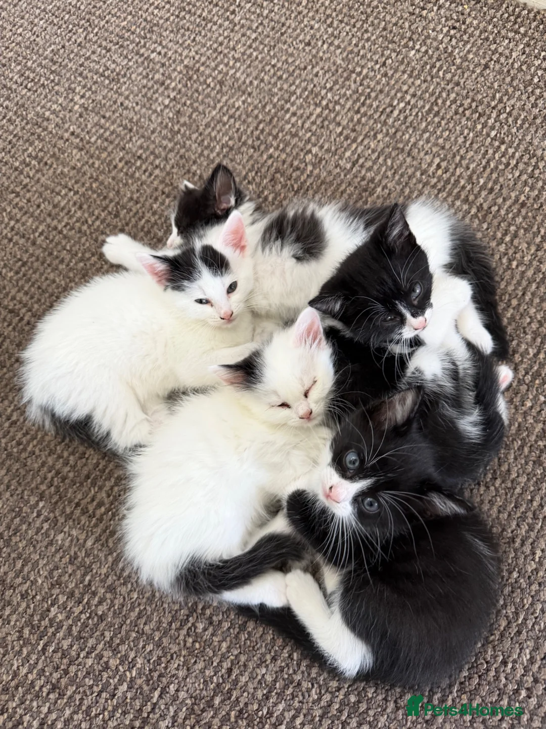 Mixed Breed cats for sale: Adorable kittens for sale - Advert 6