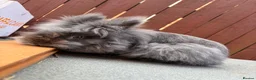 Mini Lion Lop rabbits for sale: Mini lion lops  - Advert 3