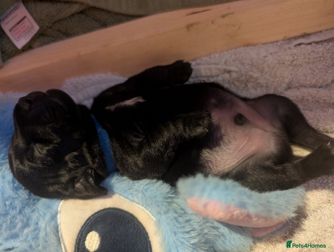 Mixed Breed dogs for sale: Doxie-Dales  - Image 15