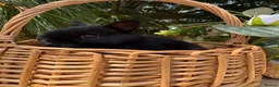 Netherland Dwarf rabbits for sale: Pure bred vaccinated* Netherland Dwarfs  - Advert 19