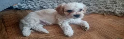 Mixed Breed dogs for sale: Hybrid dogs - Advert 24