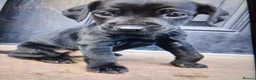 Mixed Breed dogs for sale: Patterpoos - Advert 10