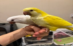 Parrots birds for sale: Hand reared baby quaker - Image 20