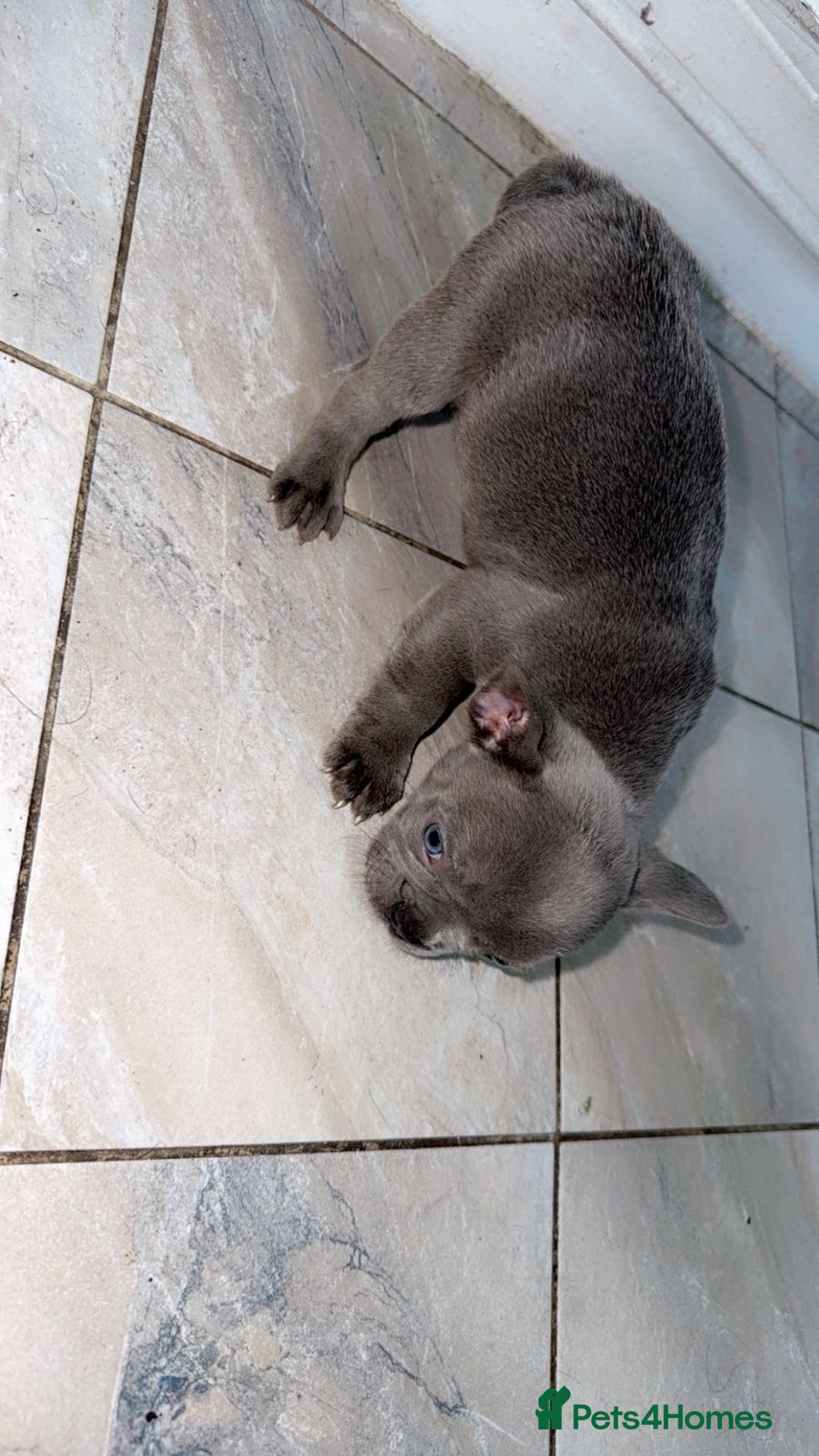 French Bulldog dogs for sale: Beautiful French BullDog - Image 2