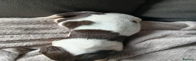 English Springer Spaniel girl 2