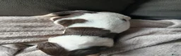 English Springer Spaniel dogs for sale: Springer spaniel - Advert 20