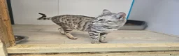 Bengal cats for sale: Retired Queen - Advert 4
