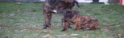 Presa Canario dogs for sale: Presa Canario Puppies (Recognised Breeder) - Advert 11