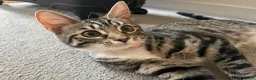 Mixed Breed cats for sale: 5 month old female kitten (mum is a Maincoon) - Advert 4