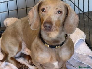 Miniature Dachshund dogs Miniature Dachshund Stud Proven - Advert 3