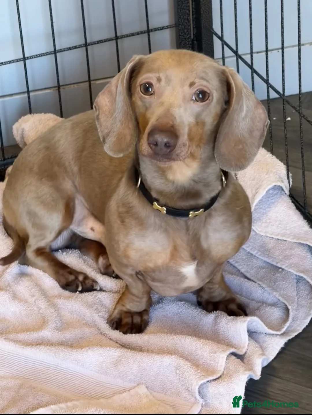 Miniature Dachshund dogs for stud: Miniature Dachshund Stud Proven  - Advert 1