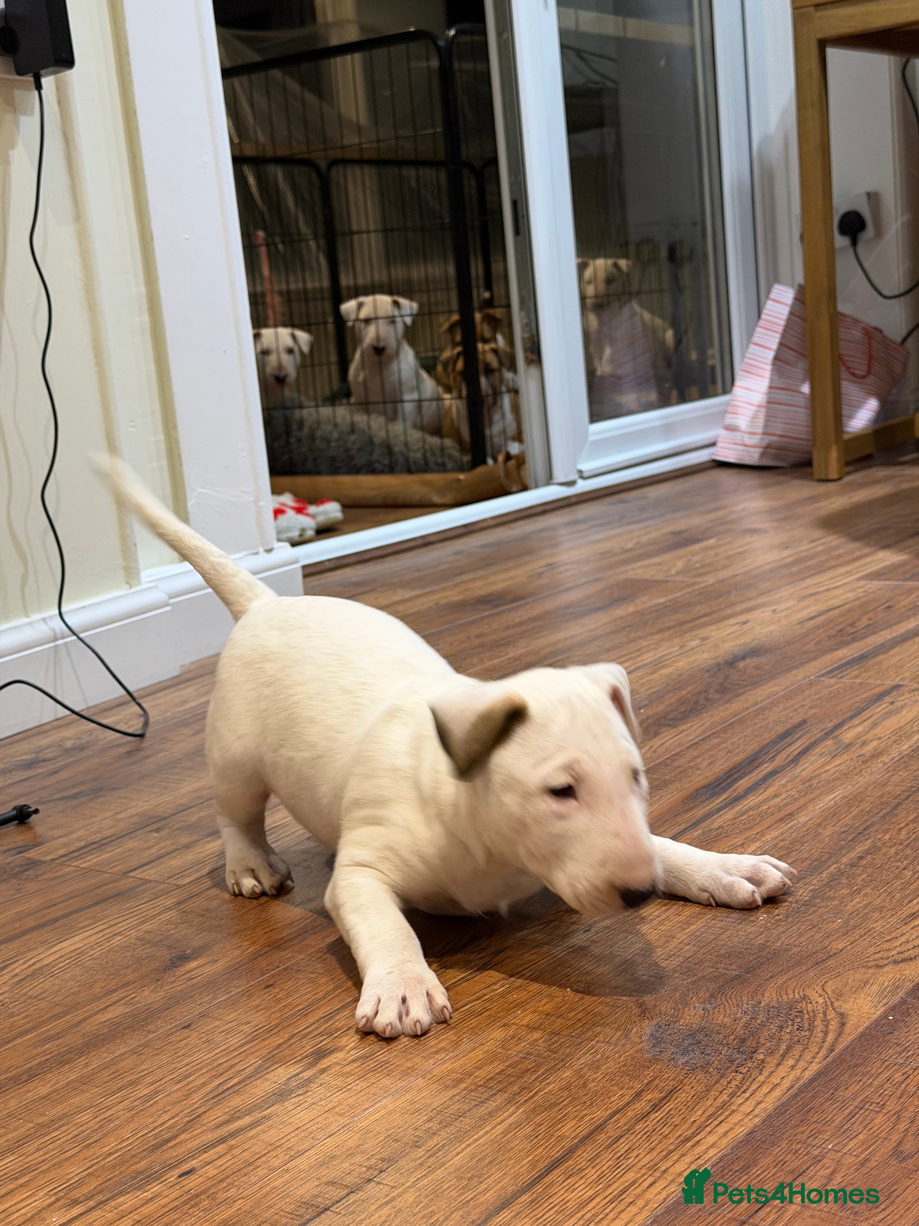 English Bull Terrier dogs CH BLOODLINE TOP BULL TERRIER PUPPIES - Advert 5