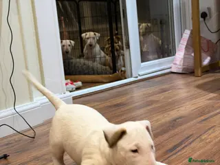 English Bull Terrier dogs CH BLOODLINE TOP BULL TERRIER PUPPIES - Advert 2