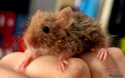Mouse rodents for sale: Fancy Mice - Image 2