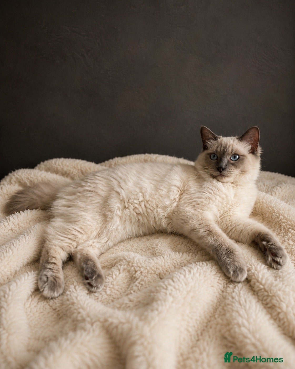 Ragdoll cats 💙🐾💙 1 LEFT -TICA registered Ragdolls Available  - Advert 12