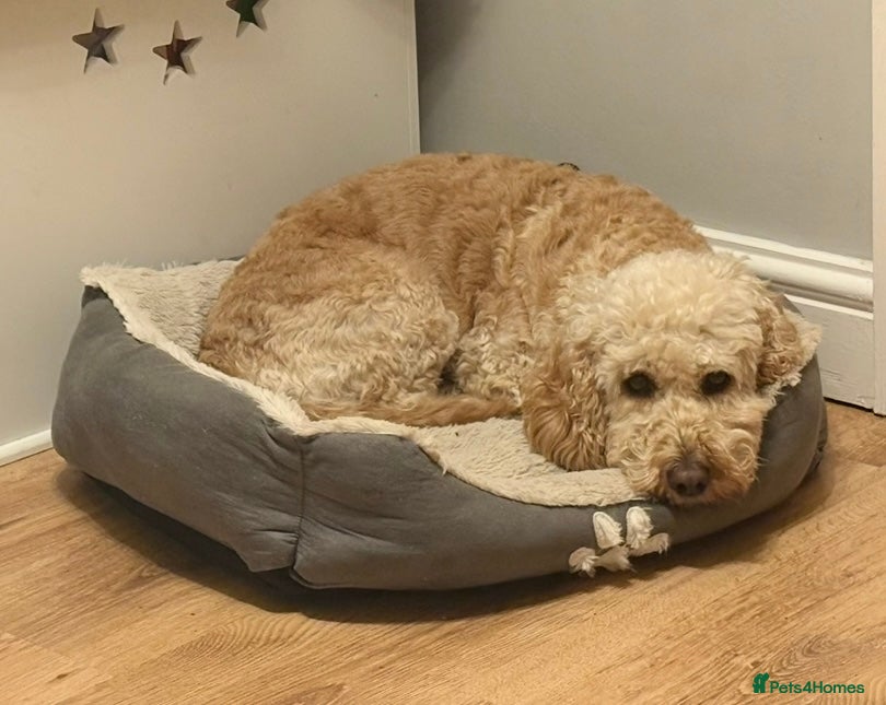 Cockapoo dogs Beautiful F1b cockapoos  - Advert 1