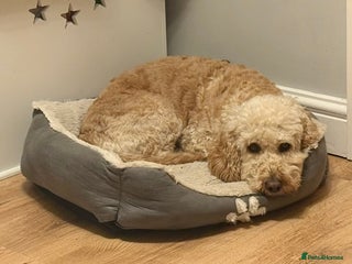 Cockapoo dogs Beautiful F1b cockapoos - Advert 1