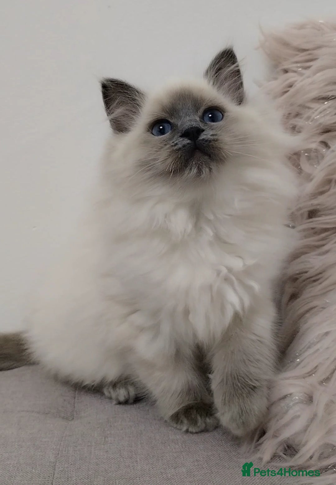 Ragdoll cats for sale: 💕Female Ragdoll kitten TICA registered  - Advert 6