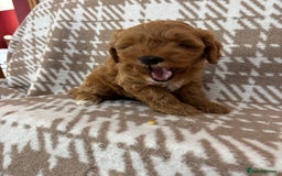 Cavapoo dogs for sale: Beautiful Fox 🦊 Red Cavapoos  - Image 9