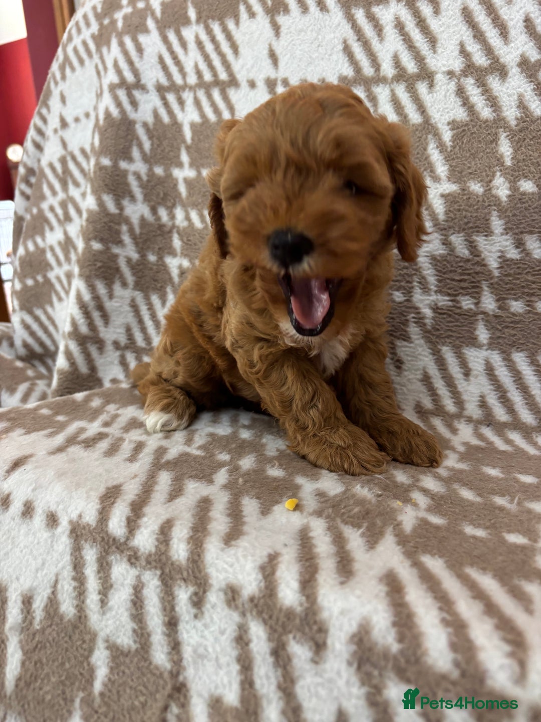 Cavapoo dogs for sale: Beautiful Fox 🦊 Red Cavapoos  - Image 9