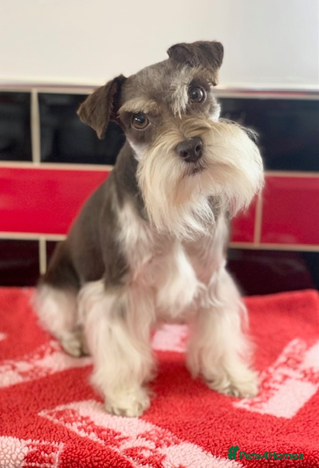 Miniature Schnauzer dogs for sale: 5* LICENSED. KC MINI ( TOY) SCHNAUZER LITTER - Advert 3