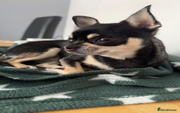 Chihuahua dogs for sale: Chihuahua Puppies - Image 10