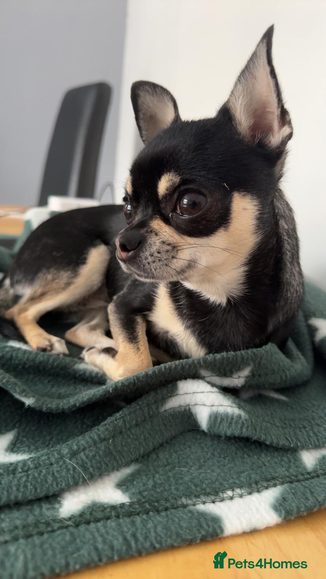 Chihuahua dogs for sale: Chihuahua Puppies - Image 10