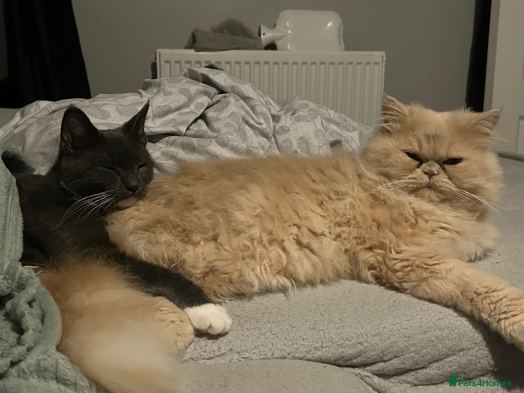 Mixed Breed cats for sale: ✨ British Shorthair x Persian Kittens 2boy 2girl ✨ in Nuneaton - Advert 13