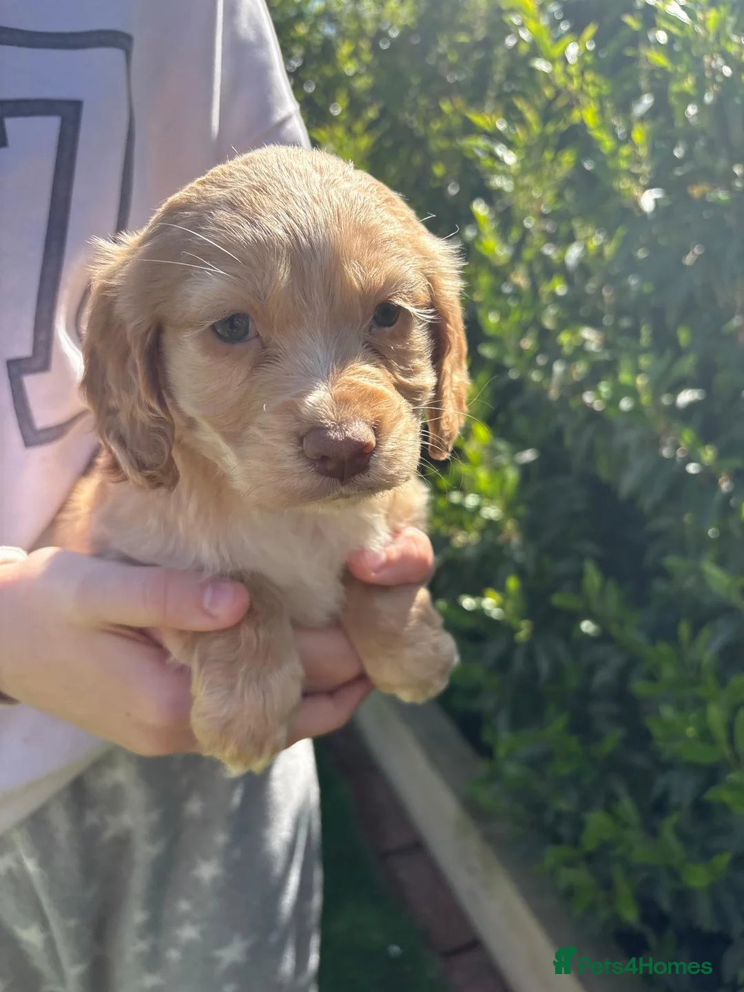 Cocker Spaniel dogs for sale: Ready now DNA health tested cocker spaniel pups - Advert 7
