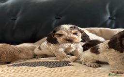 Cocker Spaniel dogs for sale: Outstanding of top quality show type puppies 🌈🐶 - Advert 1