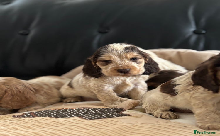 Cocker Spaniel dogs Outstanding of top quality show type puppies 🌈🐶 - Advert 1