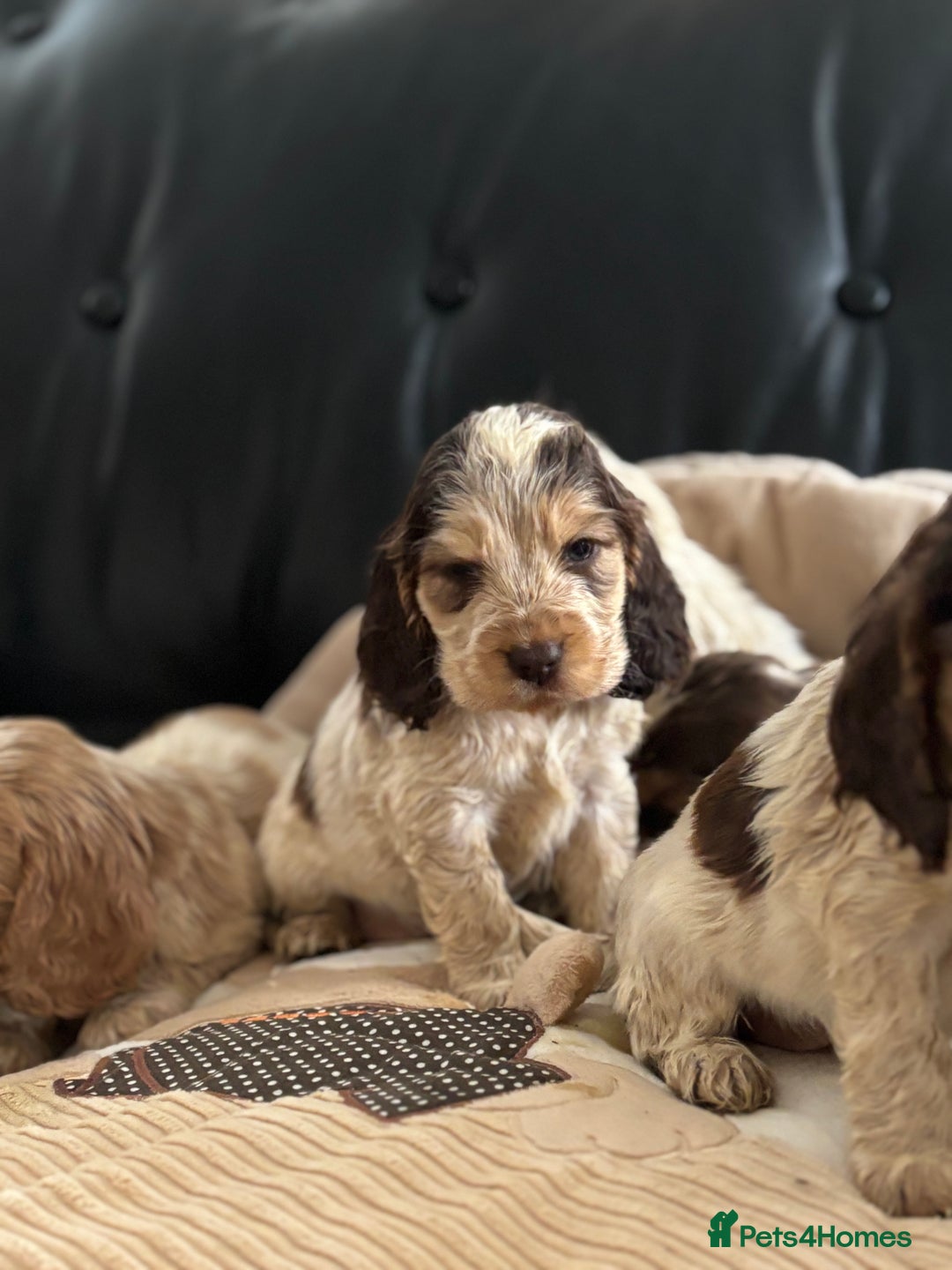 Cocker Spaniel dogs for sale: Outstanding of top quality show type puppies 🌈🐶 - Advert 1