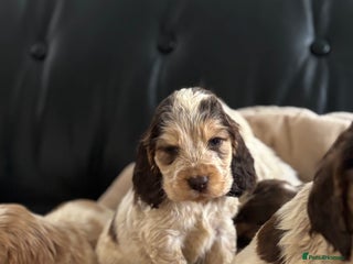 Cocker Spaniel dogs Outstanding of top quality show type puppies 🌈🐶 - Advert 4