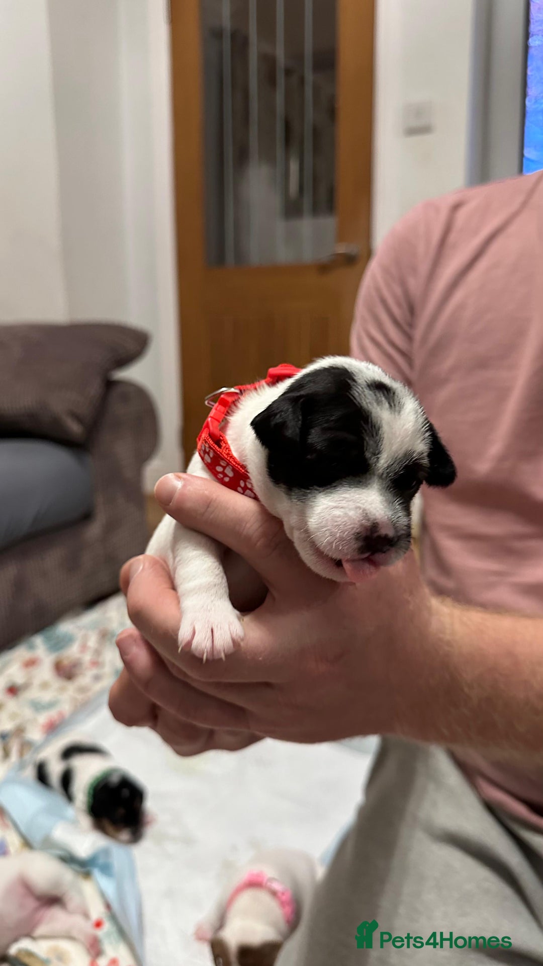 Parson Russell dogs for sale: KC registered Parsons Terriers - Advert 7