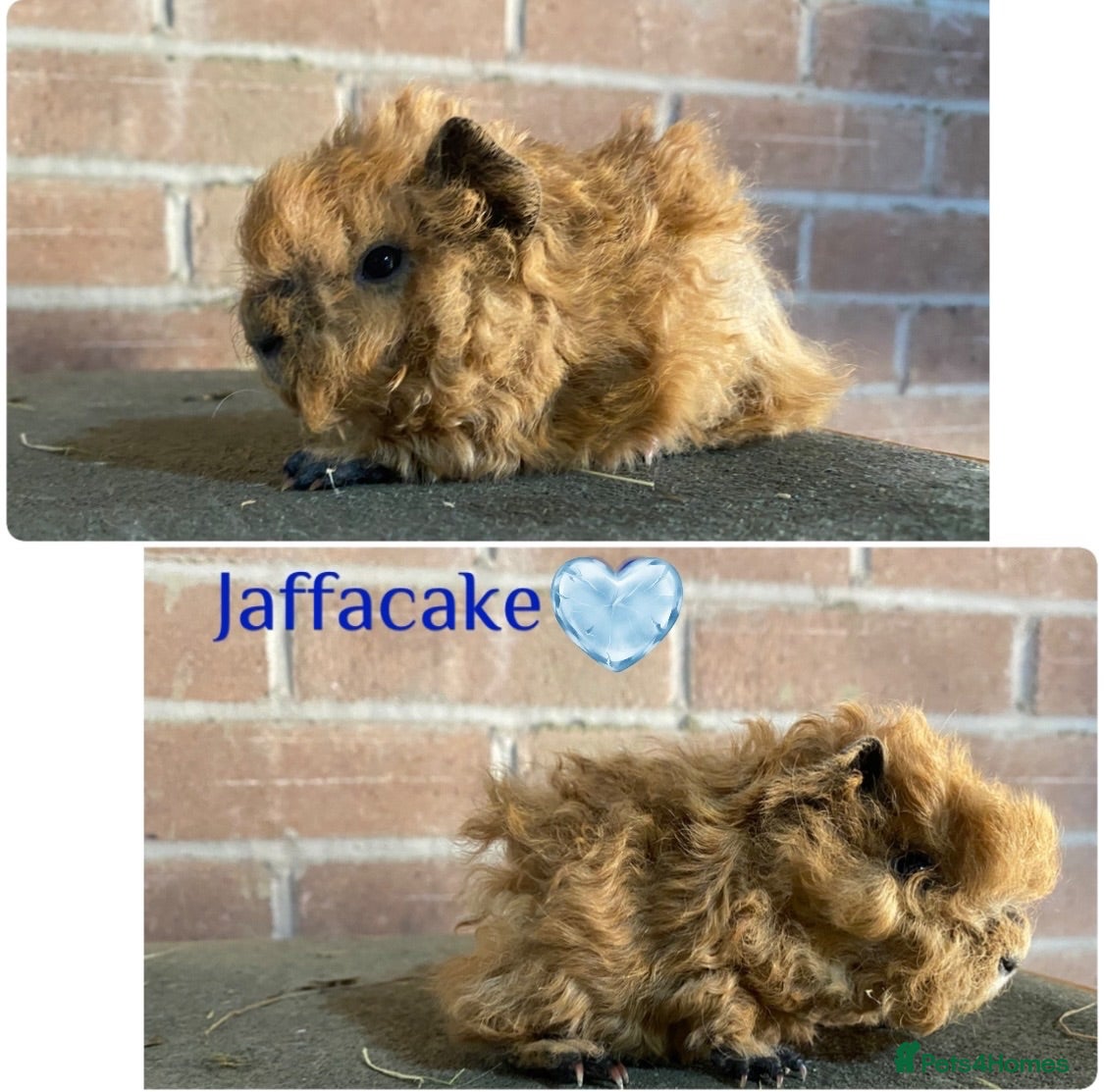 Guinea Pig rodents Pedigree Lunkarya Cali Guinea pigs - Advert 6