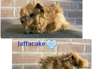 Guinea Pig rodents Pedigree Lunkarya Cali Guinea pigs - Advert 6