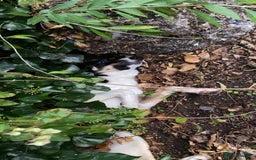 Border Collie dogs for sale: Reggie🩵 - Image 6