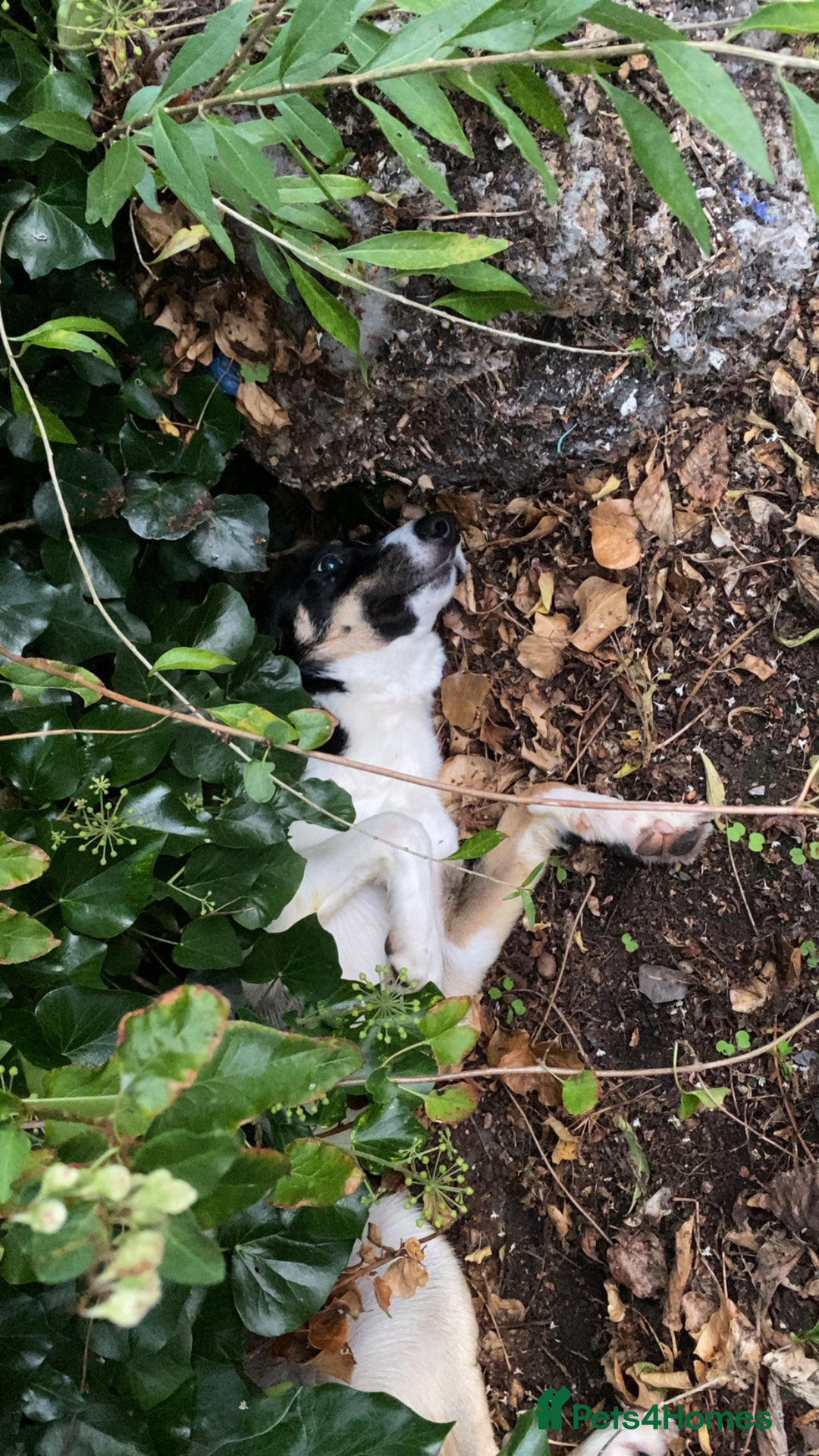 Border Collie dogs for sale: Reggie🩵 - Image 6