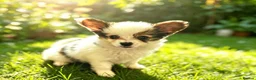 Papillon dogs for sale: Kc reg Papillon boy READY NOW!!! - Advert 6